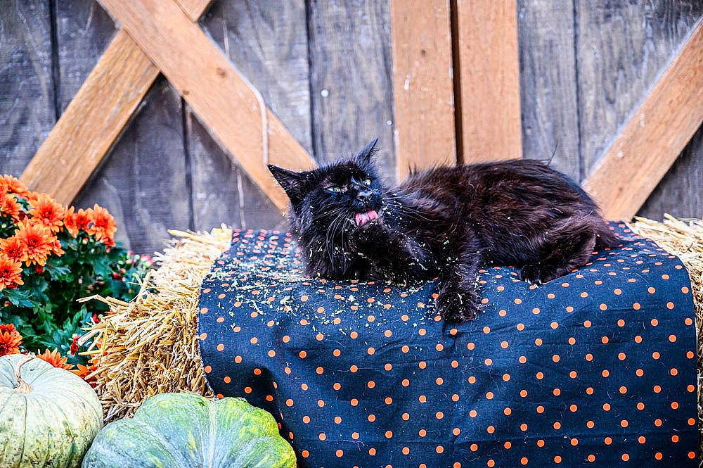 Salem is registered to the contest to win money with this photo: annual_plant, black_cat, blue, bombay, carnivore, cat, comfort, electric_blue, felidae, flower, fur, grass, groundcover, pattern, plant, small_to_medium_sized_cats, tail, terrestrial_animal, whiskers, wood