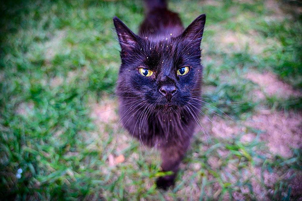 Salem is registered to the contest to win money with this photo: black_cat, carnivore, cat, domestic_short_haired_cat, electric_blue, felidae, fur, grass, iris, plant, small_to_medium_sized_cats, snout, soil, tail, terrestrial_animal, tree, whiskers, wildlife