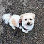 Roxy participe au concours pour gagner de l'argent avec cette photo : dog, small_dog, fluffy, leash, harness, julius_k9, outdoor, gravel, ground, looking_up, pet, canine, cute, animal, walking, fur, tail, daylight, close_up, adorable