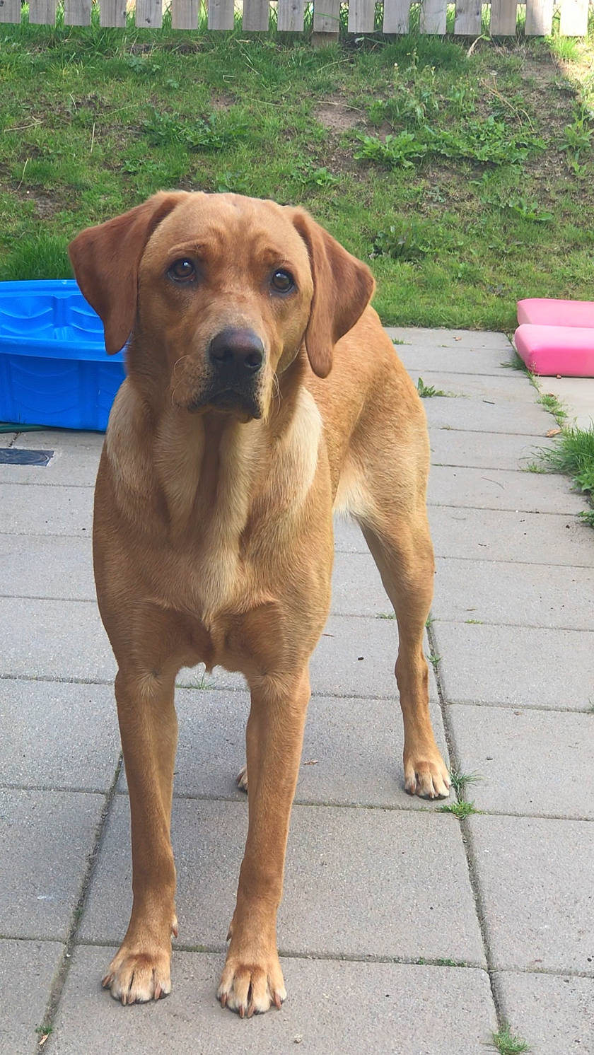 Reeva is registered to the contest to win money with this photo: canidae, carnivore, collar, companion_dog, dog, dog_breed, dog_collar, fawn, hunting_dog, liver, pet_supply, plant, road_surface, sporting_group, tail, terrestrial_animal, whiskers, working_animal, working_dog