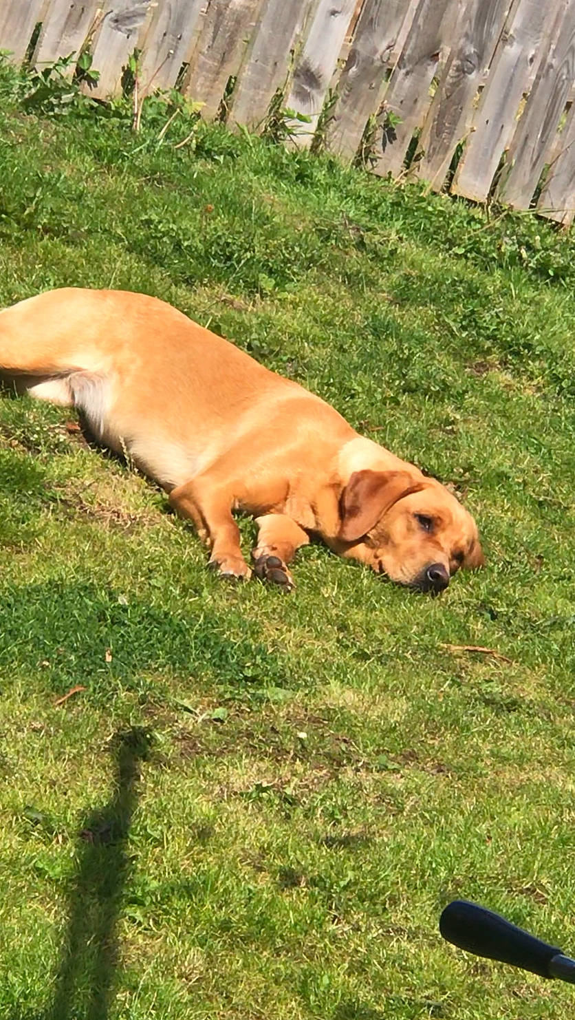 Reeva joined the competition — help win amazing prizes! canidae, carnivore, companion_dog, dog, dog_breed, fawn, fence, grass, guard_dog, landscape, plant, retriever, snout, soil, sporting_group, tail, terrestrial_animal, wildlife, wood, working_animal