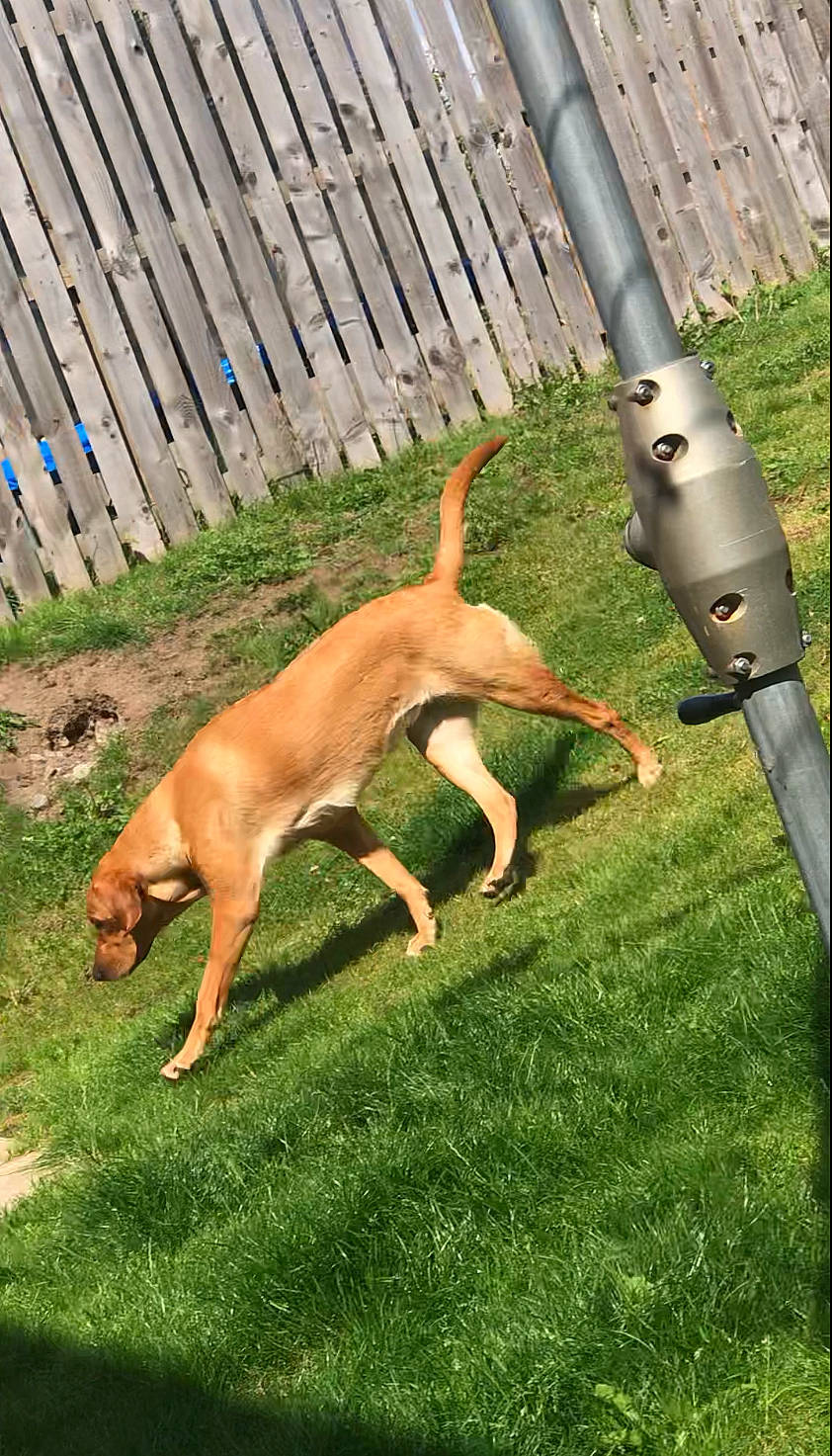 Reeva is registered to the contest to win money with this photo: air_gun, canidae, carnivore, collar, companion_dog, dog, dog_breed, fawn, fence, grass, home_fencing, plant, revolver, shotgun, sporting_group, tail, terrestrial_animal, trigger, wildlife, wood