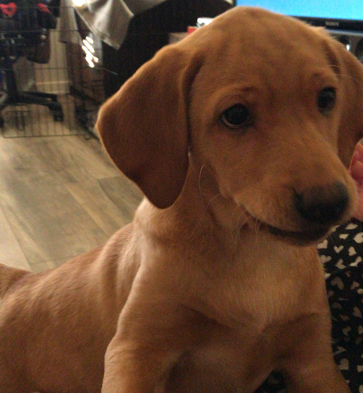 Reeva is registered to the contest to win money with this photo: canidae, carnivore, collar, companion_dog, dog, dog_breed, dog_collar, ear, fawn, fur, labrador_retriever, metal, paw, puppy, selfie, snout, sporting_group, whiskers, wood, working_animal