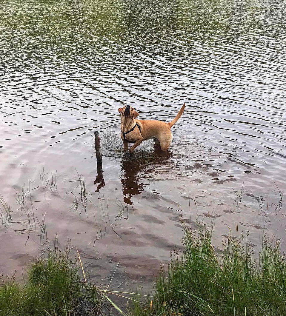 Reeva joined the competition — help win amazing prizes! body_of_water, canidae, carnivore, collar, companion_dog, dog, dog_breed, fawn, grass, gun_dog, lake, leash, liquid, plant, reflection, reservoir, tail, water, water_resources, working_animal