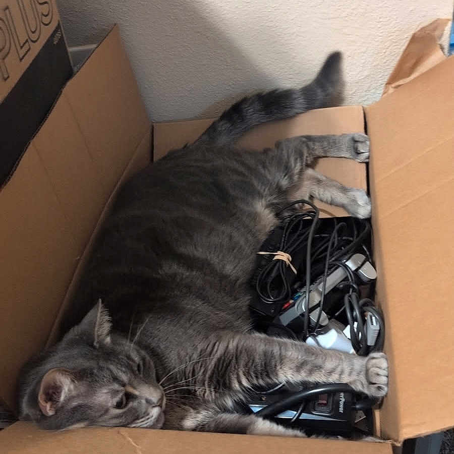 Janis joined the competition — help win amazing prizes! animal, cardboard_box, carpet, cat, cozy, domestic, electronic_cables, feline, fur, gray_tabby, household, indoor, paw, pet, relaxed, resting, shadow, sleepy, tail, whiskers