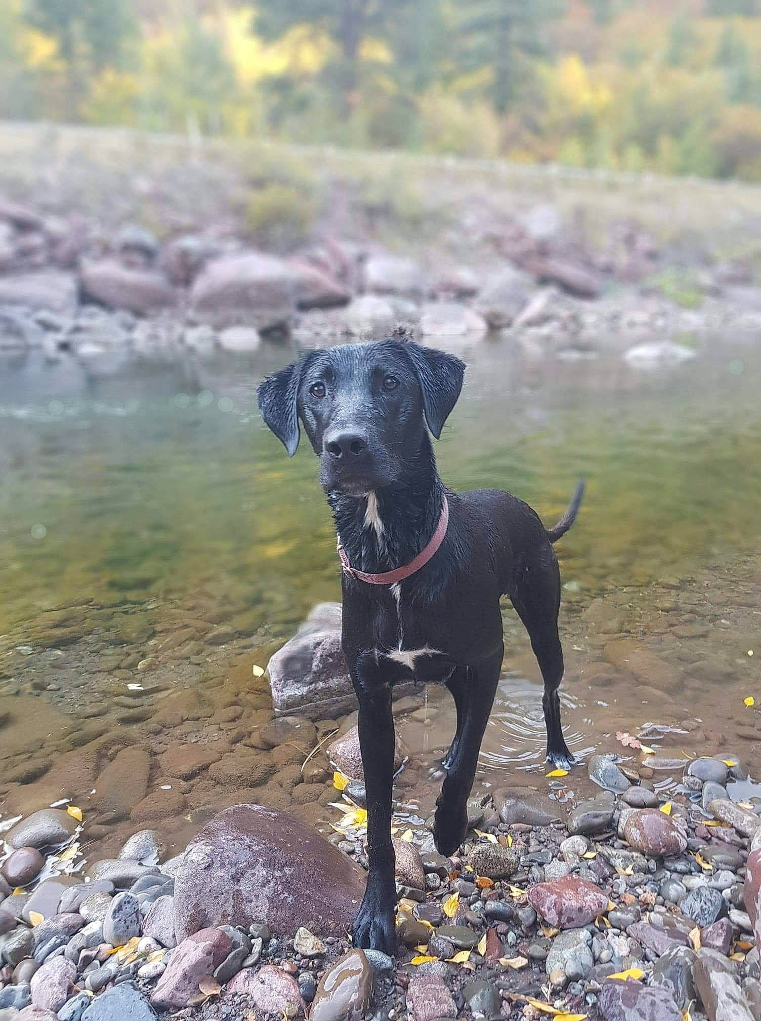 Clover is registered to the contest to win money with this photo: carnivore, collar, dog, dog_breed, dog_collar, dog_supply, fawn, gun_dog, lake, leash, pet_supply, plant, rampur_greyhound, snout, sporting_group, tail, tree, water, working_animal, working_dog