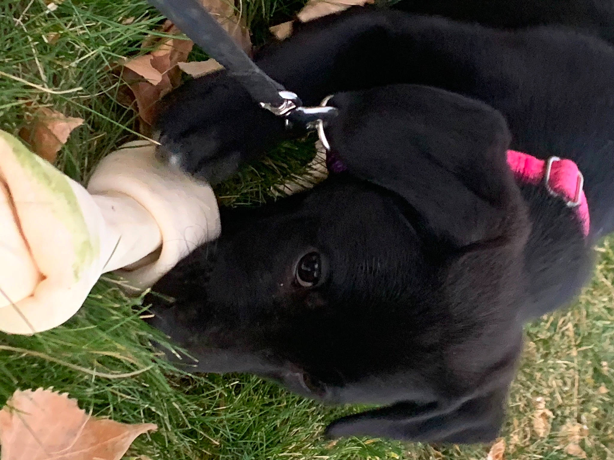 Clover is registered to the contest to win money with this photo: borador, canidae, carnivore, collar, companion_dog, dog, dog_breed, dog_collar, fashion_accessory, fawn, fur, grass, human_leg, pet_supply, plant, snout, sporting_group, tail, terrestrial_animal, working_animal