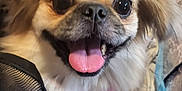 Cheeky joined the competition — help win amazing prizes! dog, close_up, tongue_out, happy, fluffy, pet, indoor, blanket, mesh, fur, cute, animal, face, canine, smiling, companion, domestic, looking_at_camera, friendly, playful