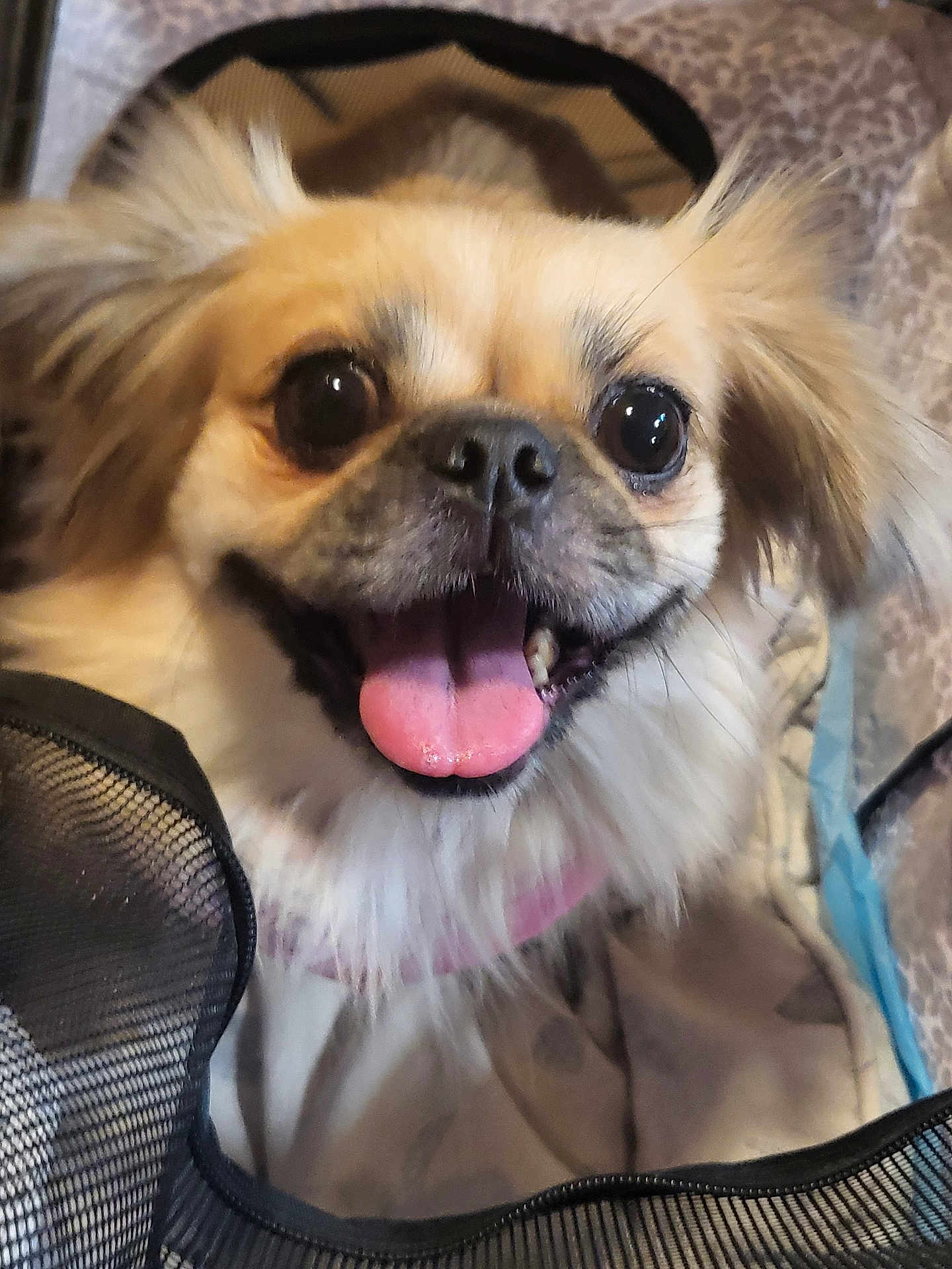 Cheeky joined the competition — help win amazing prizes! dog, close_up, tongue_out, happy, fluffy, pet, indoor, blanket, mesh, fur, cute, animal, face, canine, smiling, companion, domestic, looking_at_camera, friendly, playful