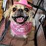 Cheeky is registered to the contest to win money with this photo: dog, small_dog, pink_hat, pink_bandana, pet, cute, smiling, happy, close_up, indoors, animal, canine, tongue_out, furry, accessory, portrait, cheerful, friendly, domestic_animal, blurry_background