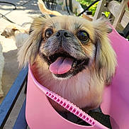 Cheeky joined the competition — help win amazing prizes! dog, tongue_out, pink_bucket, outdoor, sunlight, small_dog, happy, pet, animal, fur, bench, grass, garden, chair, blurred_background, daylight, canine, cute, tongue, container