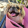 dog, tongue_out, pink_bucket, outdoor, sunlight, small_dog, happy, pet, animal, fur, bench, grass, garden, chair, blurred_background, daylight, canine, cute, tongue, container