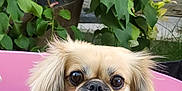 Cheeky joined the competition — help win amazing prizes! animal, canine, closeup, cute, dog, domestic_animal, eyes, face, fluffy, fur, garden, green_leaves, mammal, nature, outdoor, pet, pink_container, plant, portrait, relaxing