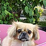 Cheeky joined the competition — help win amazing prizes! dog, pet, fluffy, pink_container, outdoor, green_leaves, eyes, fur, cute, animal, portrait, nature, closeup, face, canine, garden, plant, domestic_animal, mammal, relaxing