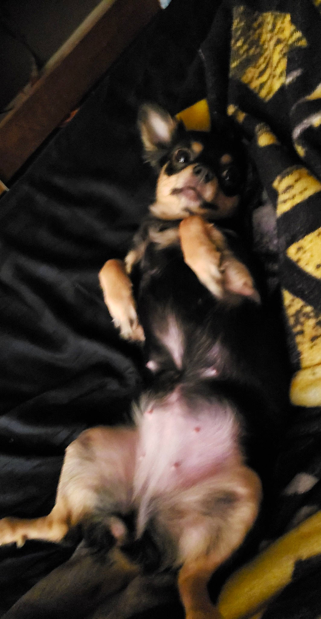 Haven is registered to the contest to win money with this photo: canidae, carnivore, chihuahua, companion_dog, dog, dog_breed, ear, fur, mammal, paw, prazsky_krysarik, puppy, russkiy_toy, snout, sporting_group, toy_dog, vertebrate