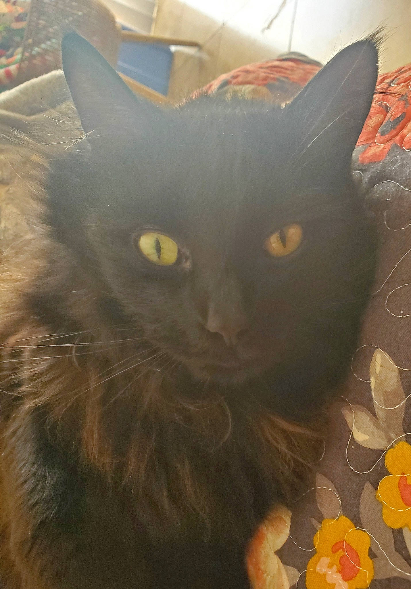 Dusty joined the competition — help win amazing prizes! art, black_cat, carnivore, cat, close_up, domestic_short_haired_cat, fawn, felidae, flower, grass, grey, iris, petal, plant, small_to_medium_sized_cats, snout, tail, vertebrate, whiskers, window