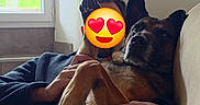 Jixi participe au concours pour gagner de l'argent avec cette photo : dog, person, couch, indoor, window, hand, paw, relaxed, cuddle, ring, jacket, natural_light, greenery, playful, cozy, affection, emoji_overlay, resting, domestic, pet