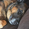 dog, german_shepherd, sleeping, close_up, fur, resting, pet, canine, brown, black, couch, pillow, nap, indoors, animal, muzzle, ear, relaxation, cozy, portrait