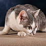 cat, gray_and_white, whiskers, curious, crouching, fur, close_up, animal, pet, indoor, focused, texture, soft_light, ears, paws, wide_eyes, muzzle, portrait, feline, background_blur