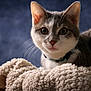 cat, kitten, pet, animal, feline, whiskers, fur, collar, blanket, soft, cozy, portrait, closeup, indoor, cute, curious, eyes, gray, white, resting