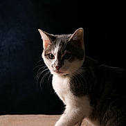 Stitch participe au concours pour gagner de l'argent avec cette photo : cat, gray_and_white, whiskers, curious, pet, animal, feline, indoor, portrait, soft_lighting, dark_background, texture, close_up, fur, paw, cute, mammal, domestic, young, side_view