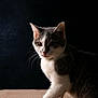 cat, gray_and_white, whiskers, curious, pet, animal, feline, indoor, portrait, soft_lighting, dark_background, texture, close_up, fur, paw, cute, mammal, domestic, young, side_view