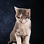 cat, gray_cat, white_cat, pet, animal, feline, cute, winking, sitting, fur, whiskers, portrait, studio, soft_light, domestic_cat, closeup, furry, indoor, animal_portrait, young_cat