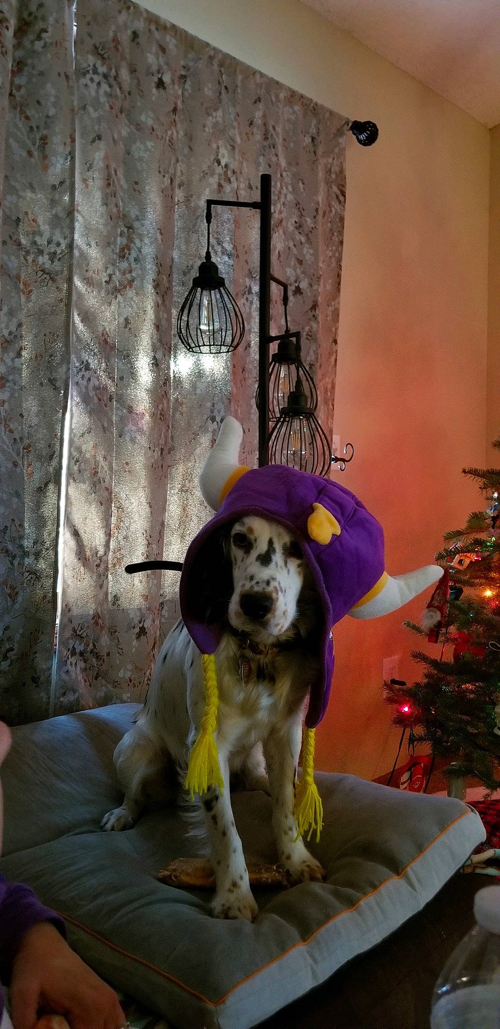 Wesson joined the competition — help win amazing prizes! carnivore, christmas, christmas_decoration, christmas_tree, companion_dog, couch, dog, dog_breed, door, event, fawn, flooring, house, ornament, plant, purple, room, tree, window, wood