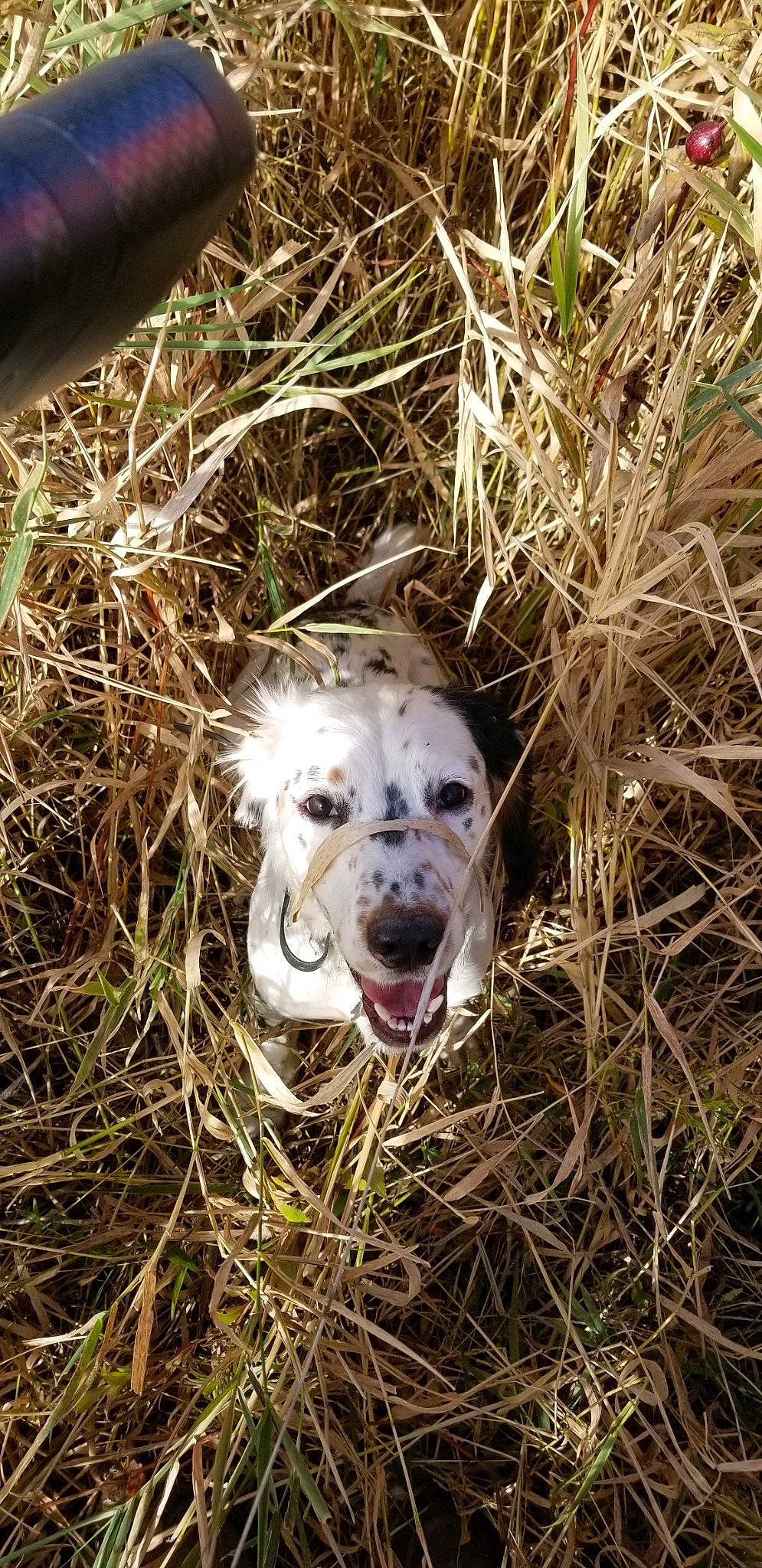 Wesson is registered to the contest to win money with this photo: canidae, carnivore, companion_dog, dog, dog_breed, fang, fawn, fur, grass, non_sporting_group, snout, soil, sporting_group, terrestrial_animal, wildlife, wood, working_animal