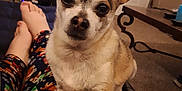 Meeko is registered to the contest to win money with this photo: dog, small_dog, lap, pajamas, holiday_theme, living_room, television, coffee_table, carpet, person, feet, relaxed, indoors, cute, ears, pet, companion, home, comfort, casual