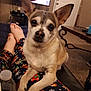 dog, small_dog, lap, pajamas, holiday_theme, living_room, television, coffee_table, carpet, person, feet, relaxed, indoors, cute, ears, pet, companion, home, comfort, casual