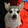 Meeko joined the competition — help win amazing prizes! dog, small_dog, cute, tongue_out, ears_up, pet, animal, indoor, blanket, red_blanket, blue_blanket, fur, face, looking_up, closeup, companion, domestic_animal, friendly, alert, sitting