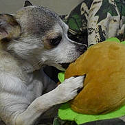 Meeko joined the competition — help win amazing prizes! dog, chihuahua, pet, animal, toy, plush, taco_toy, paw, bite, play, closeup, indoor, blanket, camo_pattern, fur, cute, small_dog, snout, nose, ears