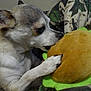 dog, chihuahua, pet, animal, toy, plush, taco_toy, paw, bite, play, closeup, indoor, blanket, camo_pattern, fur, cute, small_dog, snout, nose, ears
