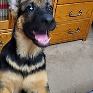 Sophie joined the competition — help win amazing prizes! dog, puppy, german_shepherd, indoor, carpet, wooden_furniture, drawer, mouth_open, excited, front_paws, black_and_tan, pet, canine, animal, young_dog, happy, furniture, home, domestic, closeup