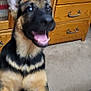 dog, puppy, german_shepherd, indoor, carpet, wooden_furniture, drawer, mouth_open, excited, front_paws, black_and_tan, pet, canine, animal, young_dog, happy, furniture, home, domestic, closeup