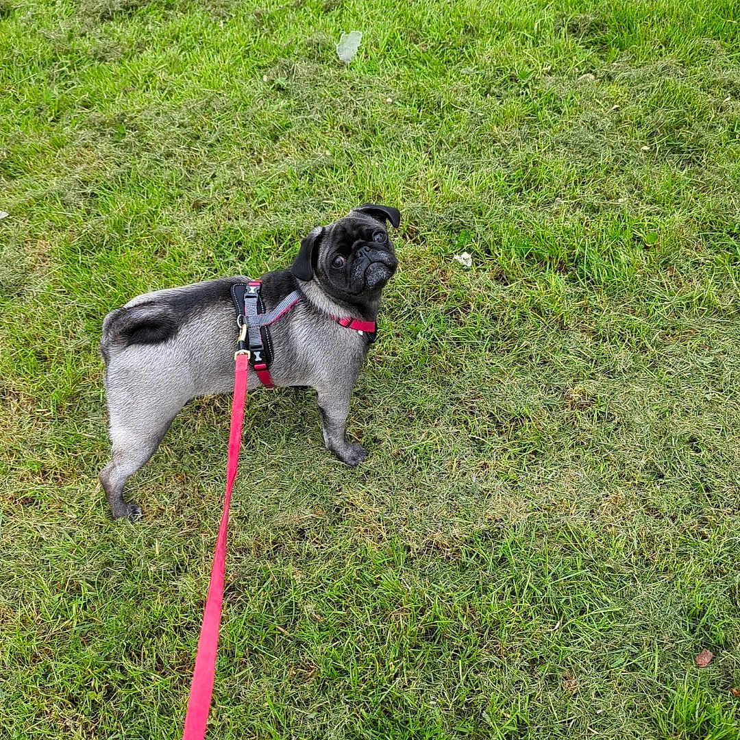 Pepper is registered to the contest to win money with this photo: accessories, animal, belt, canine, collar, dog, field, grass, grassland, harness, lawn, leash, nature, outdoors, park, pet, plant, pug, puppy, strap