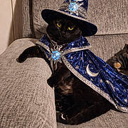 Eva is registered to the contest to win money with this photo: black_cat, cat, wizard_hat, wizard_cape, costume, blue, silver, moons, stars, glowing_gem, couch, gray_couch, indoor, pet, animal, feline, relaxed, posing, cute, magic