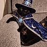 black_cat, cat, wizard_hat, wizard_cape, costume, blue, silver, moons, stars, glowing_gem, couch, gray_couch, indoor, pet, animal, feline, relaxed, posing, cute, magic