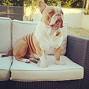Spyke a rejoint le concours — aidez-le/la à gagner de superbes lots ! bulldog, dog, pet, animal, outdoor, sofa, cushion, furniture, brown, white, sitting, ears, fur, paw, garden, backyard, summer, relaxing, daylight, portrait
