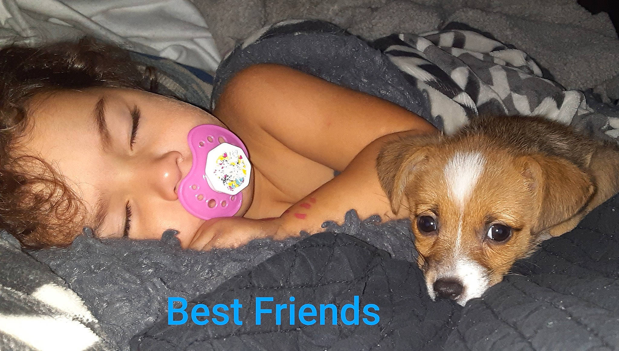 Princess is registered to the contest to win money with this photo: canidae, carnivore, companion_dog, dog, dog_breed, fawn, nose, puppy, puppy_love, snout