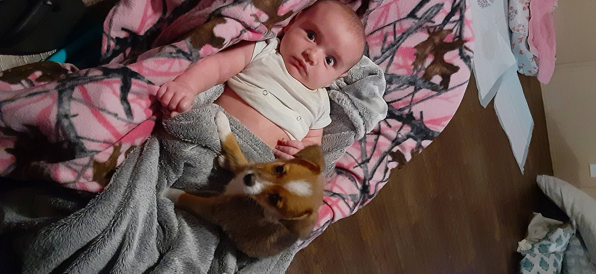 Princess joined the competition — help win amazing prizes! baby, bedtime, canidae, carnivore, cheek, child, fur, mouth, nose, pink, pomeranian, room, skin, textile, toddler