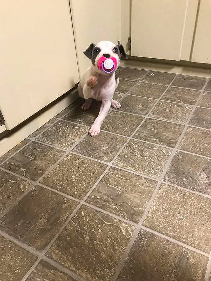 Boss is registered to the contest to win money with this photo: american_bulldog, canidae, carnivore, companion_dog, dog, dog_breed, fawn, floor, flooring, french_bulldog, jack_russell_terrier, mammal, non_sporting_group, pit_bull, puppy, ratonero_bodeguero_andaluz, snout, sporting_group, tail, tile