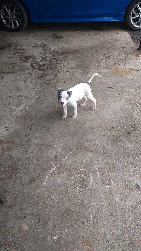 Boss is registered to the contest to win money with this photo: canidae, carnivore, companion_dog, dog, dog_breed, fawn, jack_russell_terrier, mammal, pointer, puppy, rajapalayam, smooth_fox_terrier, sporting_group, tail