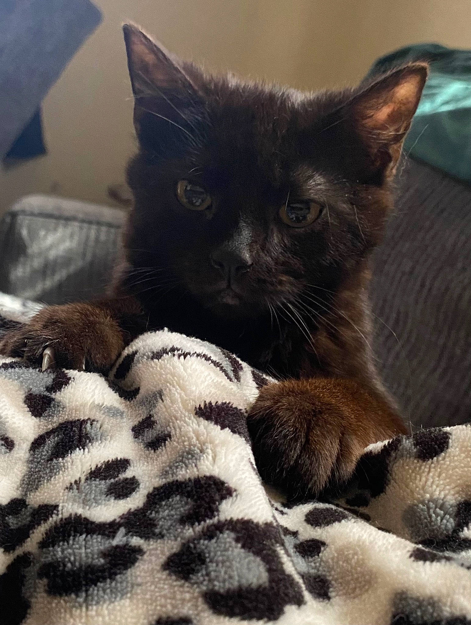 Raven is registered to the contest to win money with this photo: black_cat, carnivore, cat, claw, cloud, comfort, domestic_short_haired_cat, felidae, fur, grey, linens, nap, paw, sky, sleep, small_to_medium_sized_cats, snout, tail, terrestrial_animal, whiskers