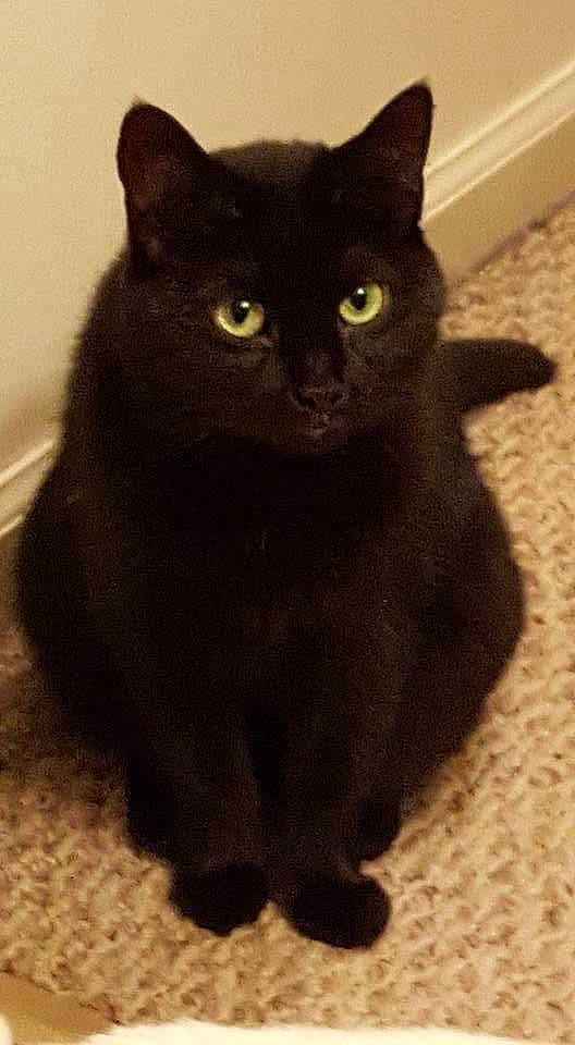 Nala joined the competition — help win amazing prizes! black_cat, bombay, carnivore, cat, claw, domestic_short_haired_cat, felidae, flooring, fur, iris, small_to_medium_sized_cats, snout, tail, terrestrial_animal, whiskers