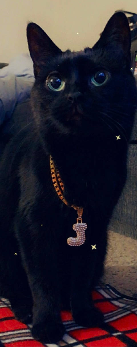 Nala is registered to the contest to win money with this photo: black_cat, blue, body_jewelry, bombay, carnivore, cat, collar, domestic_short_haired_cat, electric_blue, fashion_accessory, felidae, fur, jewellery, sleeve, small_to_medium_sized_cats, snout, tail, terrestrial_animal, whiskers, working_animal