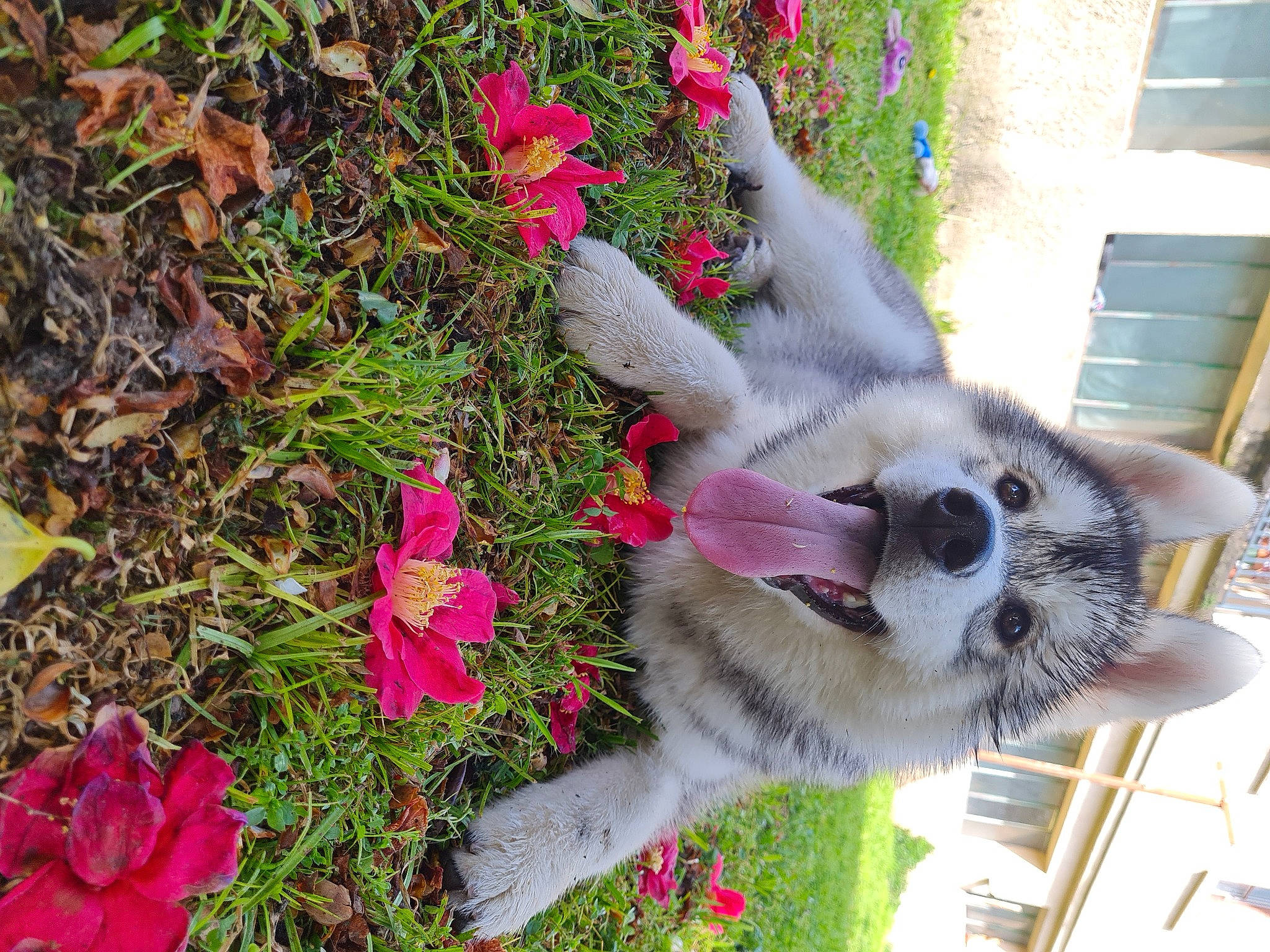 Sky a rejoint le concours — aidez-le/la à gagner de superbes lots ! annual_plant, carnivore, companion_dog, dog_breed, fawn, felidae, flower, flowering_plant, fur, grass, groundcover, magenta, petal, plant, small_to_medium_sized_cats, snout, tail, terrestrial_plant, wheel, whiskers