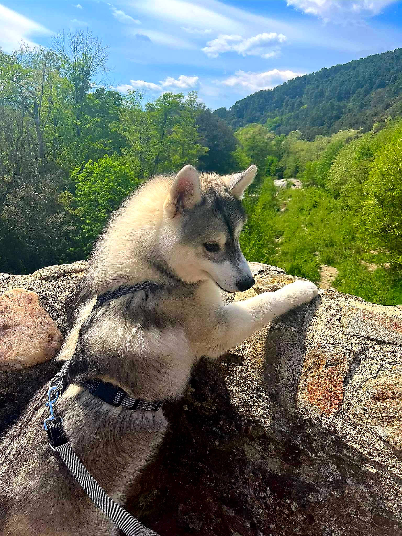 Sky participe au concours pour gagner de l'argent avec cette photo : adventure, canis, carnivore, cloud, companion_dog, cumulus, dog, dog_breed, fawn, landscape, mountain, plant, recreation, siberian_husky, sky, sled_dog, snout, sporting_group, tree, working_animal