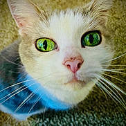 Casper is registered to the contest to win money with this photo: cat, close_up, green_eyes, pink_nose, whiskers, fur, blue_collar, pet, indoor, curious, animal, face, feline, portrait, looking_up, domestic_cat, whiskers_visible, cute, focused, carpet